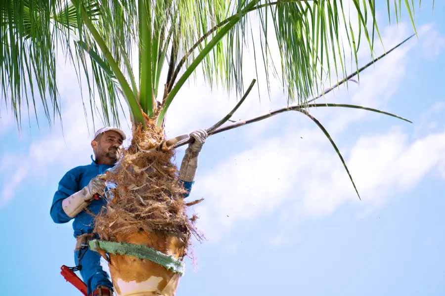 Palm Tree Care in Alamogordo, NM Palm Tree Care in Alamogordo, NM